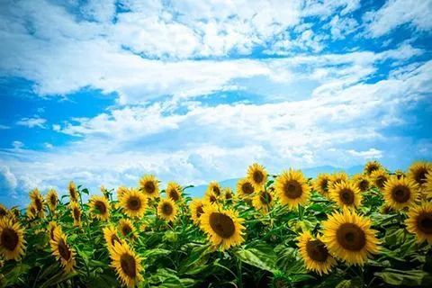 太阳花象征希望，代表着阳光、热情与永恒