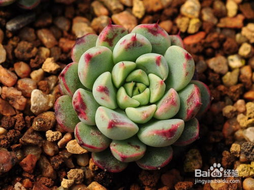 多肉植物如何种植避免烂根？种植技巧有哪些