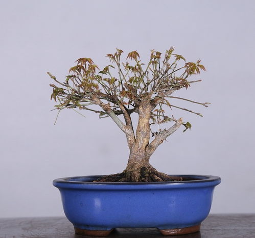 松树盆景的苍劲之美