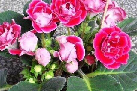 大岩桐：花叶共赏的骄傲