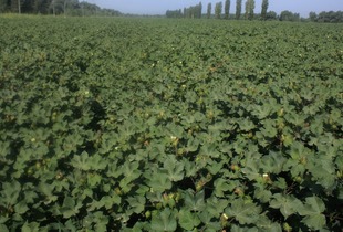 二、小茴香怎么种？