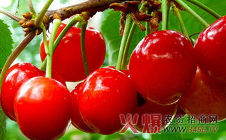 软糖尾部拧开或剪