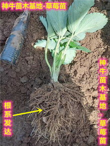 冬季米兰养殖技巧与注意事项：确保成功生长！
