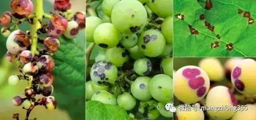 抗性治理的技术要点