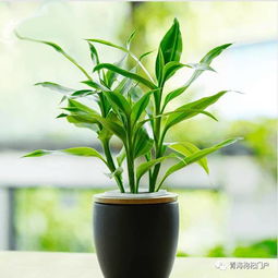 先说说 你得了解富贵竹的习性