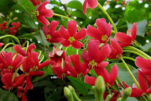 财富和好运的象征