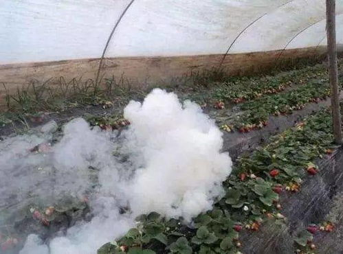 烟剂：大棚里的守护神
