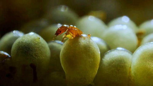 无花果的授粉效率