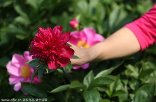 花期调控秘籍：让花朵排队开放