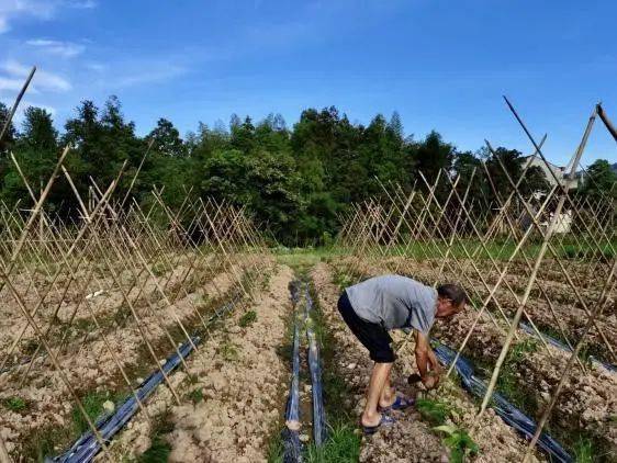 德令哈示范推广：创新秸秆腐熟剂技术，助力花卉产业绿色发展