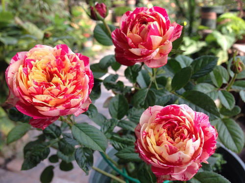 月季的基质和配比有哪些讲究？