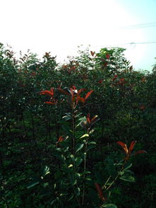 彩叶树种， 红叶石楠美不胜收