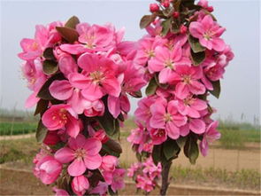 冬红海棠因其原产于北美，花色艳丽