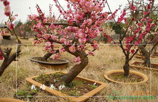 施肥， 也是一门学问