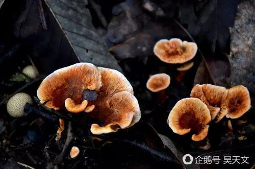 旱灵芝，耐旱珍稀菌类