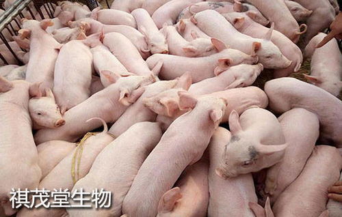 提升冬季仔猪存活率，优化养殖环境与饲养管理