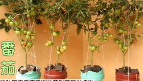 灌木月季：庭院里的优雅舞者