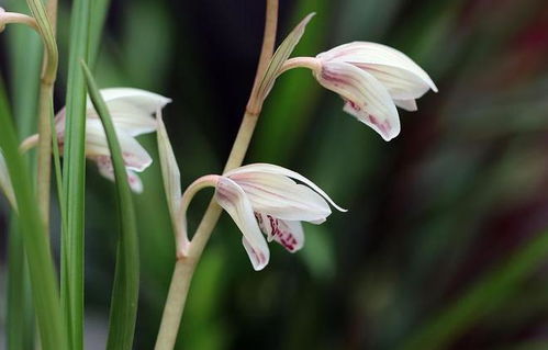 种植技巧，你学会了吗