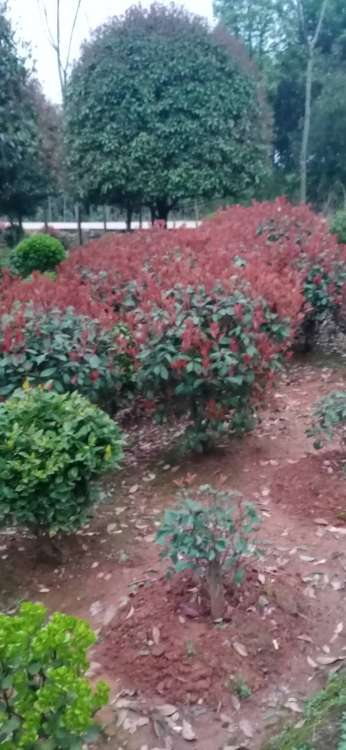 红叶石楠的生长环境