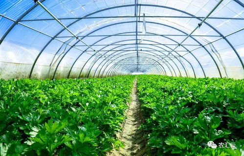 选种及种子处理， 产量品质双提升