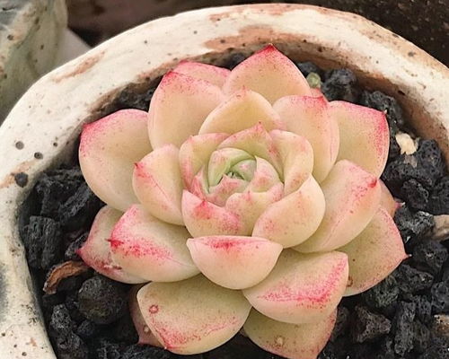 巧克力养多肉植物？如何让多肉更健康