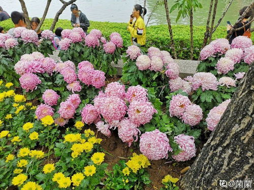“扶桑”双：扶桑花