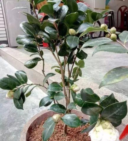“茶花主干发芽技巧+掉叶原因揭秘，养花必备！”