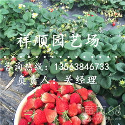 草莓苗常见病虫害有哪些？如何有效防治