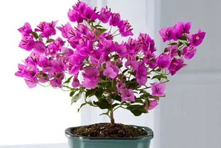 三、 种植技巧，花儿养得好才能开得好