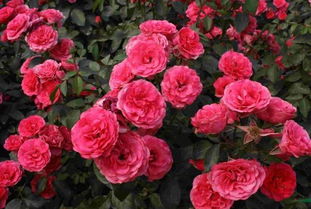 剪掉那些坏掉的枝枝，保持健康哦！