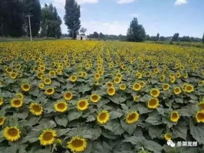 种植技巧， 打造花海