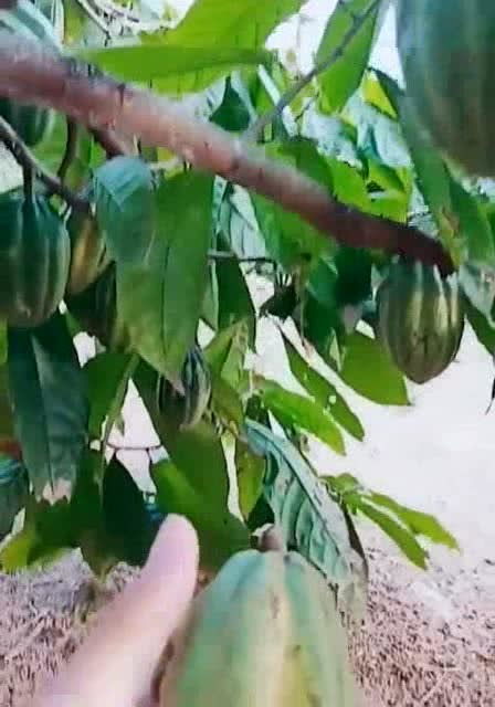 北方木瓜树长啥样？高清图片让你一看就懂