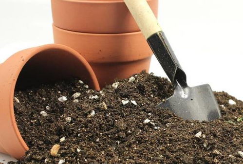 波路配土法在哪些种植土壤中应用效果最佳