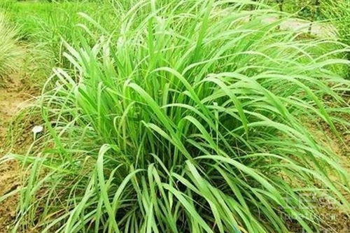 香茅草多年生植物，香氛绿植新宠