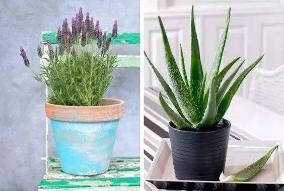 五、芦荟的种植