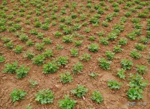 缓苗水的重要性