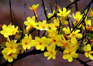 花与叶的交响曲