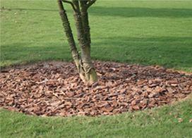 树皮的多样用途