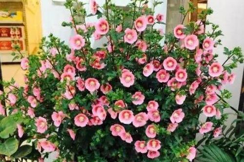 飘香藤：美丽的攀爬植物