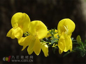 翻盆， 翻盆，让根系呼吸新鲜空气