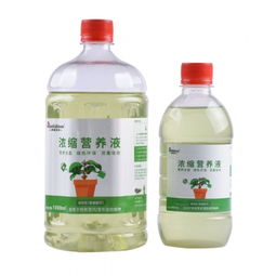 如何给室内植物补充营养？营养液施用方法有哪些