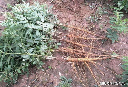 药农的经验分享