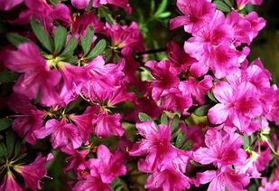 杜鹃花期多久？花期长，美艳绽放！