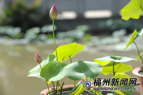 品种繁多，美不胜收