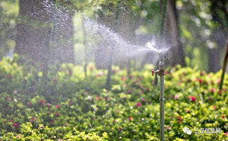 浇水，紫藤的水帘洞