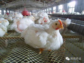 秋季肉鸡养殖，关键环节注意事项多