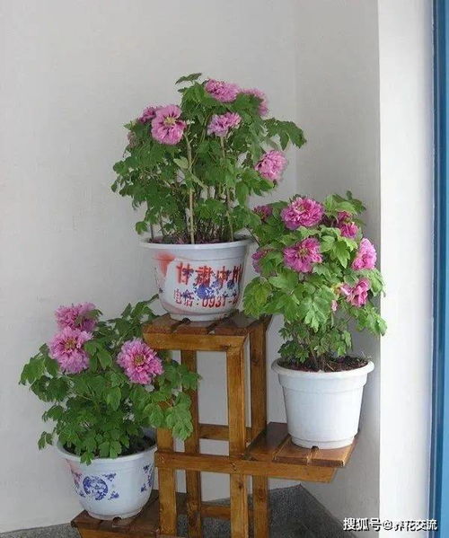 秋天适合种植牡丹吗？有哪些养殖注意事项
