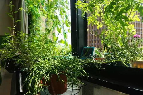 盆花喷杀虫剂杀菌的最佳时机揭秘