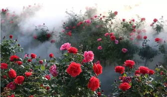 南阳月季产业兴，如何打造月季苗木产业链，实现产业升级？