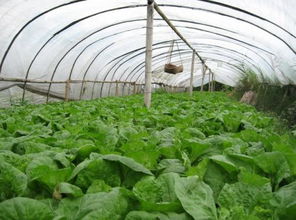 温室大棚，种菜的新天地